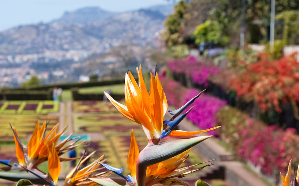 Entdecken Sie die Blumeninsel Madeira in ihrer vollen Pracht.